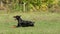 Black Doberman sitting down and waiting for the handler