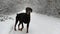 A black doberman is standing on the road in a winter forest and barking in a slow motion