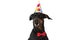 Black dobermann dog with birthday hat and bowtie looking up