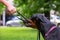 Black dobermans tries to pull the leash out of the hands of the owner