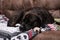 Black dog with bandaged foot lying down