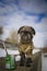 A black dog of the Belgian Griffon breed, on a walk. The dog is a graffiti artist.