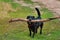 Black dog biting a log near the river