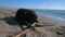 Black dog biting a wooden stick on the beach