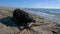 Black dog biting a wooden stick on the beach near the sea line