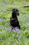 Black dog in bluebells