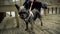 Black dog Cairn terrier on wooden deck sniffing ground on leash Ellijay GA