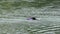 A Black Dog Catches a Ring in Waters And Swims Back in a River in Slow Motion