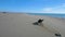 Black dog catching a wooden stick and running on the beach near the sea line