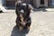 A black dog on a chain in the yard of the house in summer