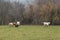 Black dog chasing cows on pasture