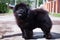 A black dog of the Chow Chow breed stands on the road
