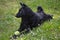 Black dog a Croatian shepherd
