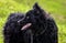 Black dog Croatian Shepherd Rea