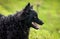 Black dog Croatian Shepherd Rea2
