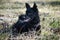 Black dog Croatian Shepherd Ringo