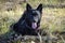 Black dog Croatian Shepherd Ringo2