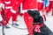 Black dog dressed up as santa participates in charity event Stockholm Santa Run in Sweden