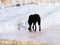 Black dog drinks water from a fountain gushing among marble slabs on the street