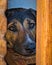 Black dog on the floor between two table legs, direct look, face, head, sad, beauceron, german pincher