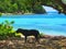 A black dog in front of the paradise turquoise sea