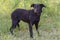 black dog full body photo on green grass background