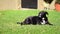 Black dog on the grass