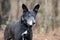 Black dog with gray muzzle and erect ears, shepherd cattledog mixed breed