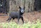 Black dog with gray muzzle, shepherd cattledog mixed breed