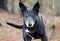 Black dog with gray muzzle, shepherd cattledog mixed breed