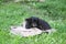 Black dog on green grass in country yard