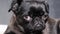 Black dog griffon with funny face laying home. Funny face with big eyes. Slowmotion.