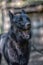 Black dog half-breed of husky