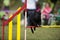 Black dog jumping on agility competition