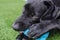 Black dog Labrador retriever closeup face playing with his toy or giving intense looks