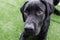 Black dog Labrador retriever closeup face playing with his toy or giving intense looks