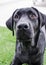 Black dog Labrador retriever closeup face playing with his toy or giving intense looks