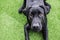 Black dog Labrador retriever closeup face playing with his toy or giving intense looks