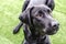 Black dog Labrador retriever closeup face playing with his toy or giving intense looks