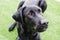 Black dog Labrador retriever closeup face playing with his toy or giving intense looks