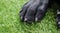 Black dog Labrador retriever closeup paws with details on pads and claws