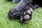Black dog Labrador retriever closeup paws with details on pads and claws