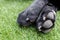 Black dog Labrador retriever closeup paws with details on pads and claws