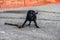 Black dog, Labrador retriever, shaking dry after fetching a big stick out of the river