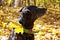 Black dog ( labrador) walking in autumn park.