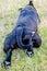 Black dog laying on grass