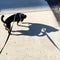 Black dog on leash with wonderful shadow