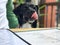 Black dog licks his chops over restaurant menu