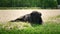 The black dog lies on the ground under the scorching summer sun. The dog rests