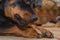 Black dog is lying on carpet and chewing treat. Rottweiler femal